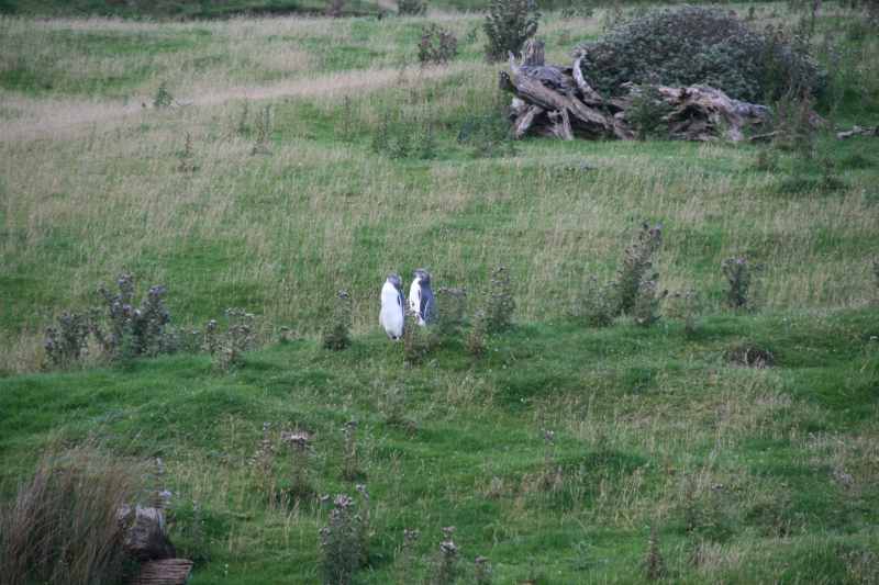 Nieuw-Zeeland 2011 - 2059